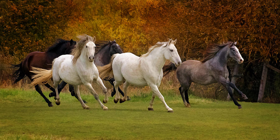 White Horse Vale Lipizzans Photograph by Wes and Dotty Weber