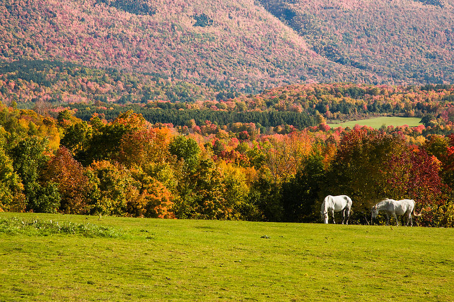 White horses grazing with view of Green Mtns Photograph by Jeff Folger