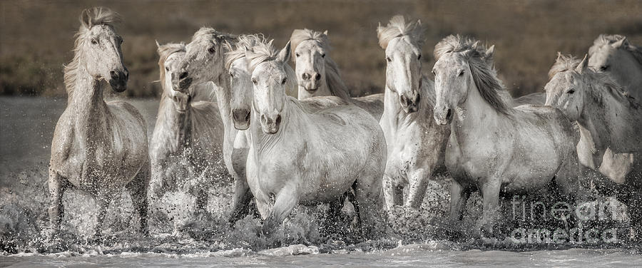 Horse Photograph - White Horses by Heather Swan