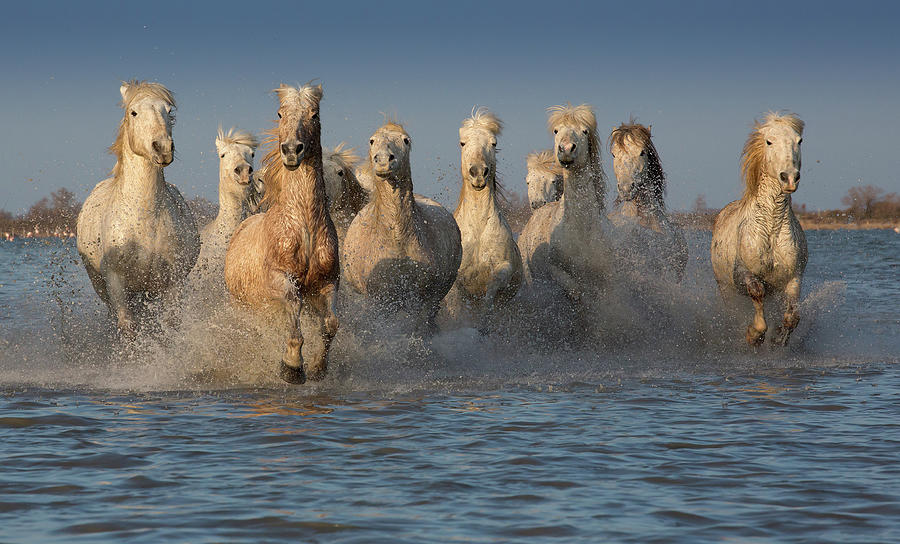 White Horses Of The Camargue Photograph by Images From Barbanna