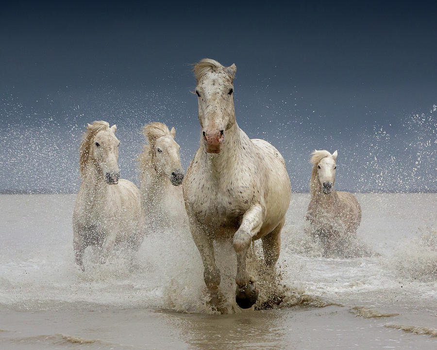 White Horses Of The Camargue On A Photograph by Images From Barbanna