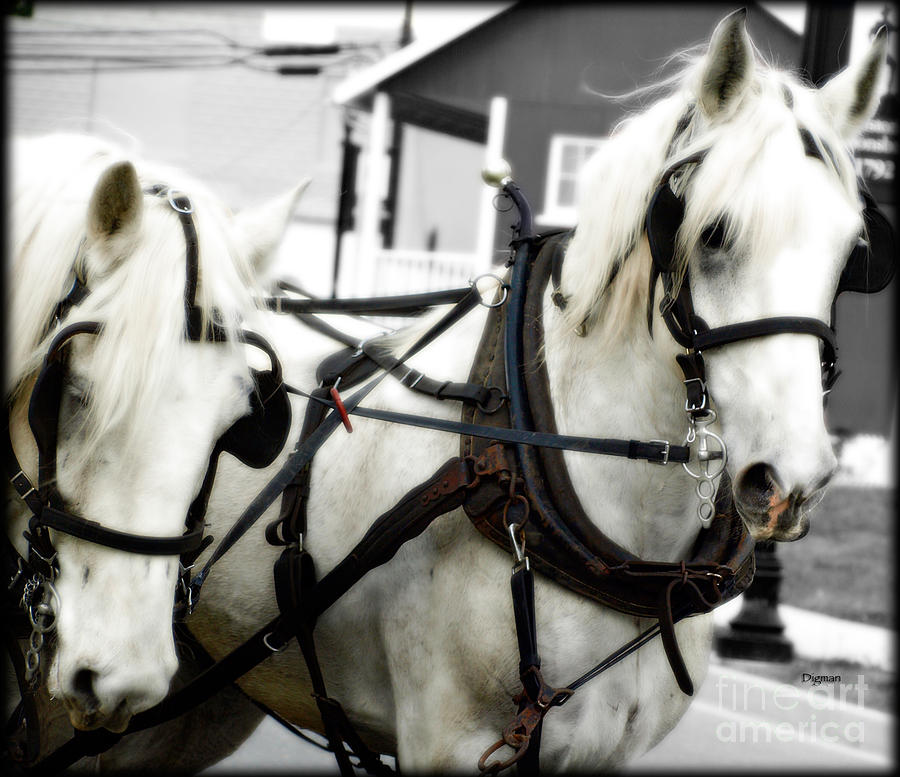 Horse Photograph - White Horses by Steven Digman Horse Photograph - White Horses by Steven Digman