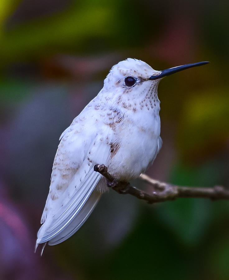 White Hummingbird 3 Photograph by Richard Marquardt | Pixels