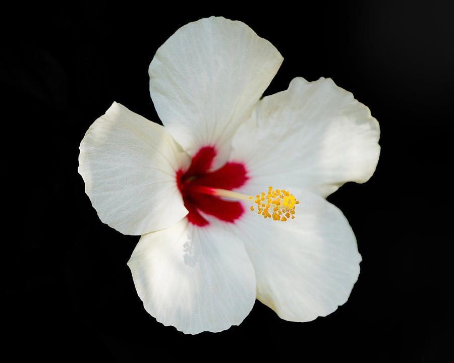 White Hybiscus Photograph by Sean Allen