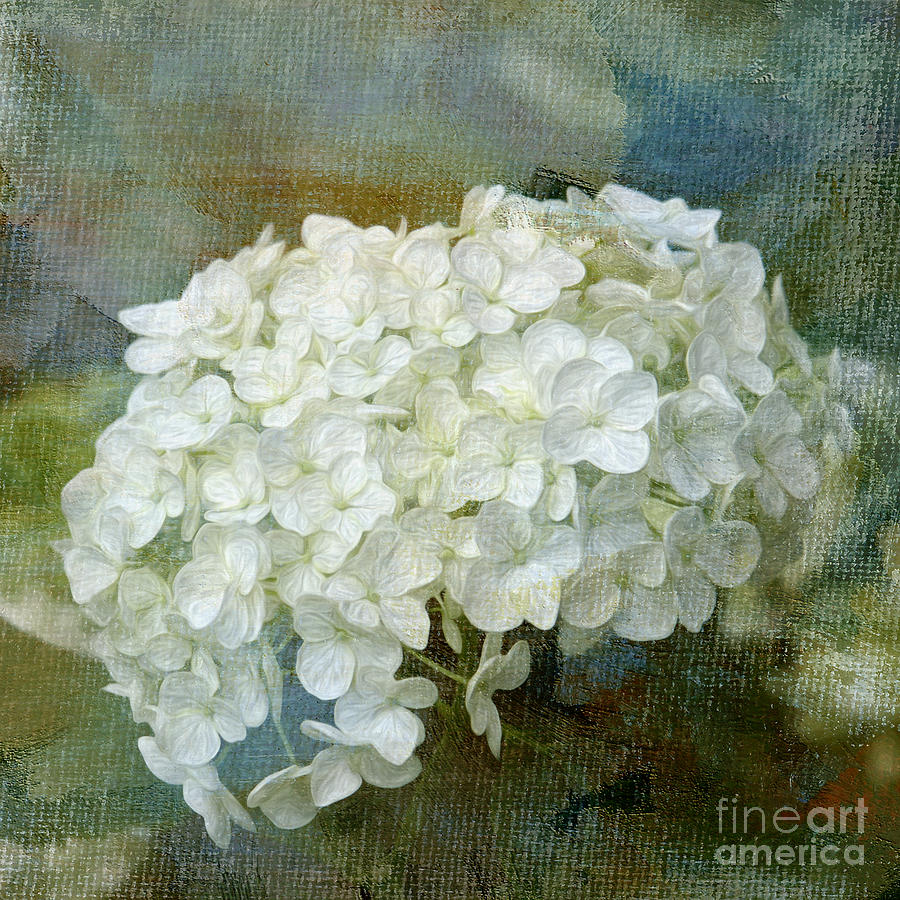 White Hydrangea Art Digital Art by Jayne Carney
