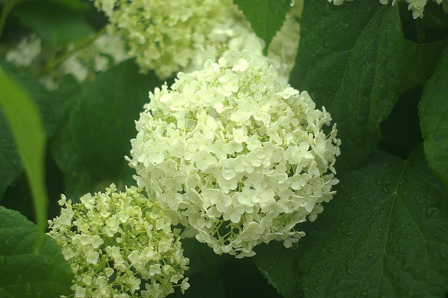White Hydrangea Blossoms Photograph by Suzanne Powers