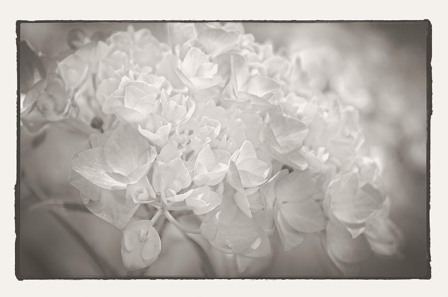 White Hydrangea Photograph by Craig Perry-Ollila