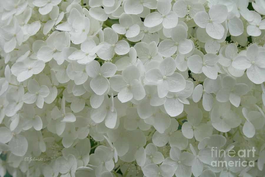 White Hydrangea Photograph by E B Schmidt