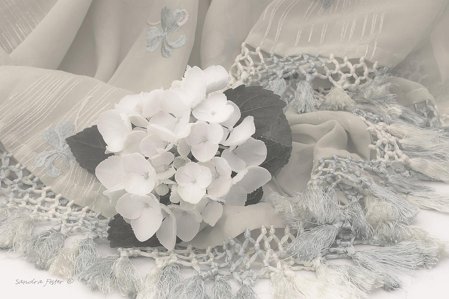 White Hydrangea Photograph - White Hydrangea Flower And Fringed Sari  by Sandra Foster
