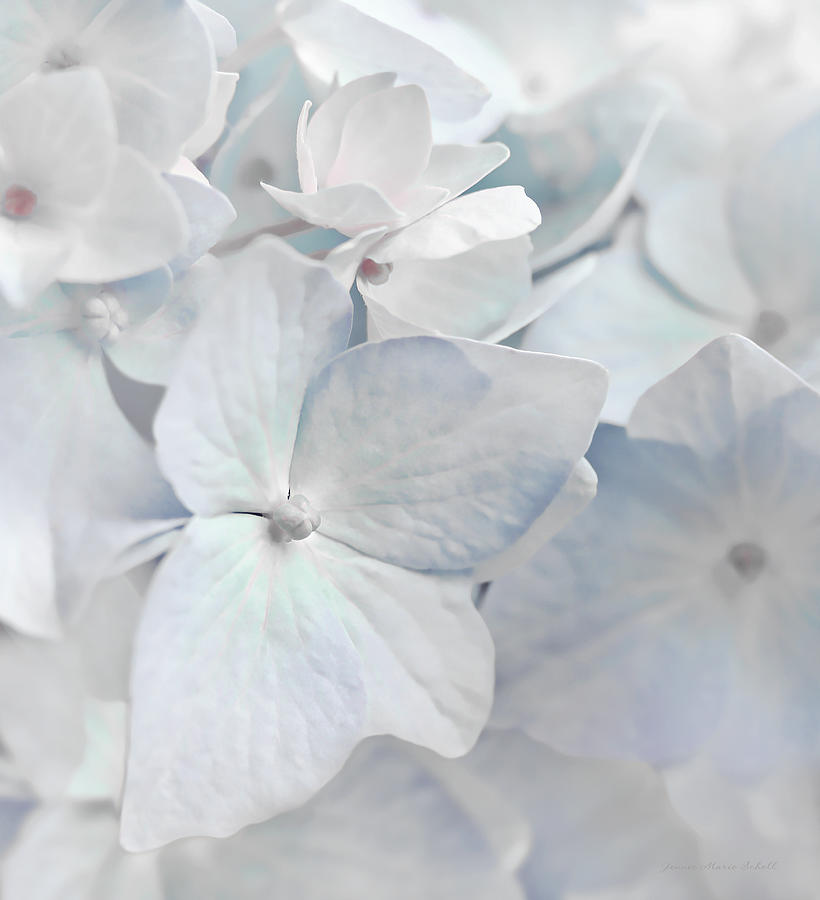 White Hydrangea Flowers Macro Photograph by Jennie Marie Schell