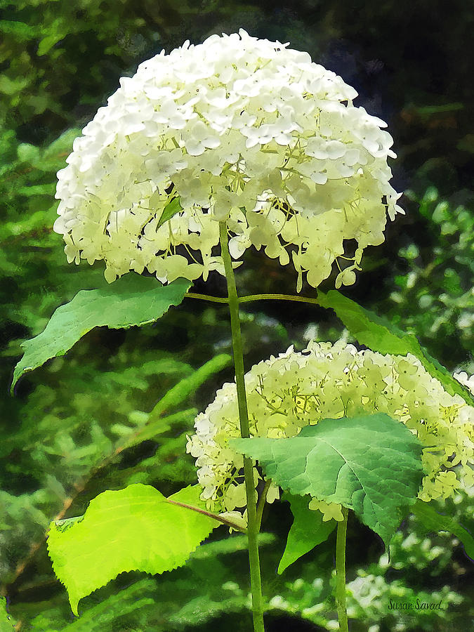White Hydrangea in Garden Photograph by Susan Savad