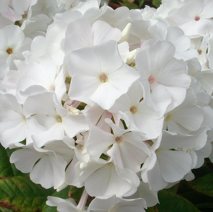 White Hydrangea Photograph by Jennifer Dishon - Fine Art America