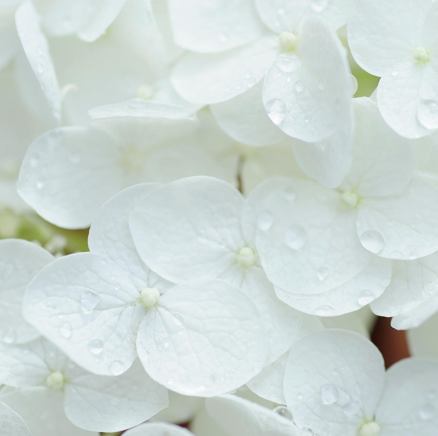 White Hydrangea Photograph by Nine Ok