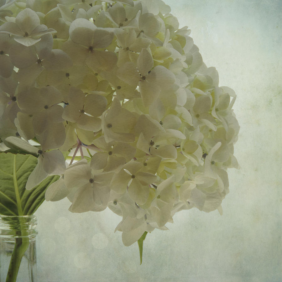 White Hydrangea Photograph by Sally Banfill