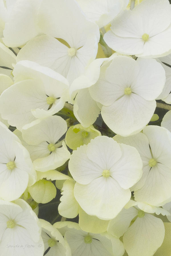 White Hydrangea Photograph by Sandra Foster