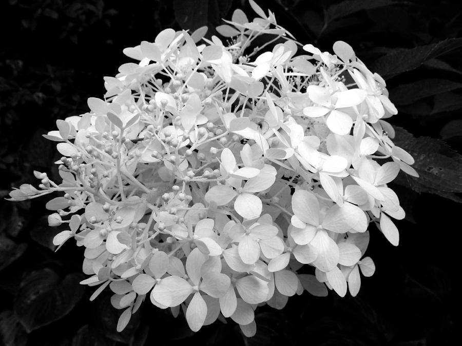 White Hydrangea Photograph by Vanessa Thomas