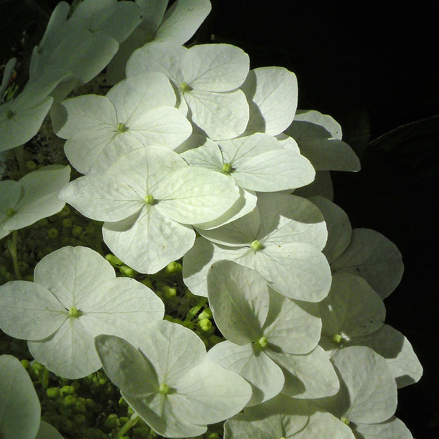 White Hydrangeas Photograph by Deborah Smith