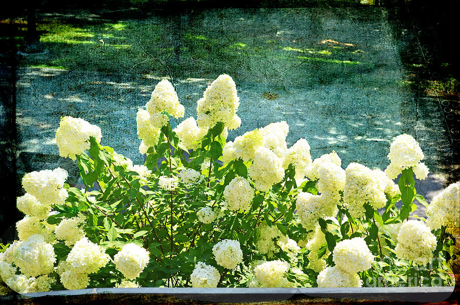 Flower Photograph - White Hydrangeas In The Big City by Luther Fine Art
