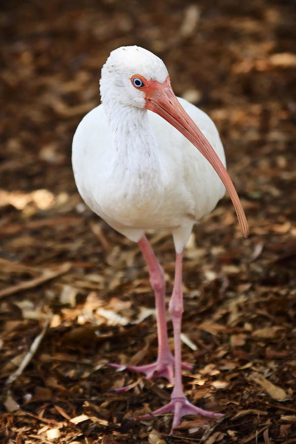 White Ibis Photograph by Adam Romanowicz