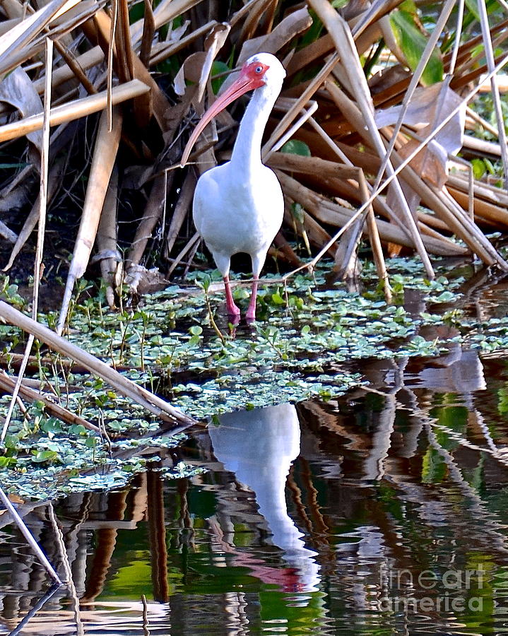 White Ibis and Reflection Photograph by Carol  Bradley