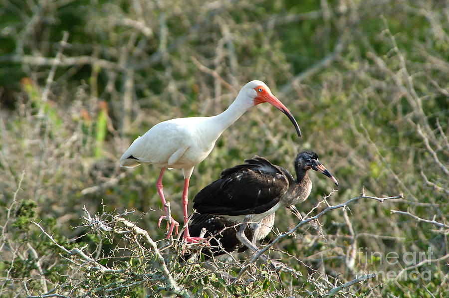 White Ibis And Young Photograph by Gregory G. Dimijian