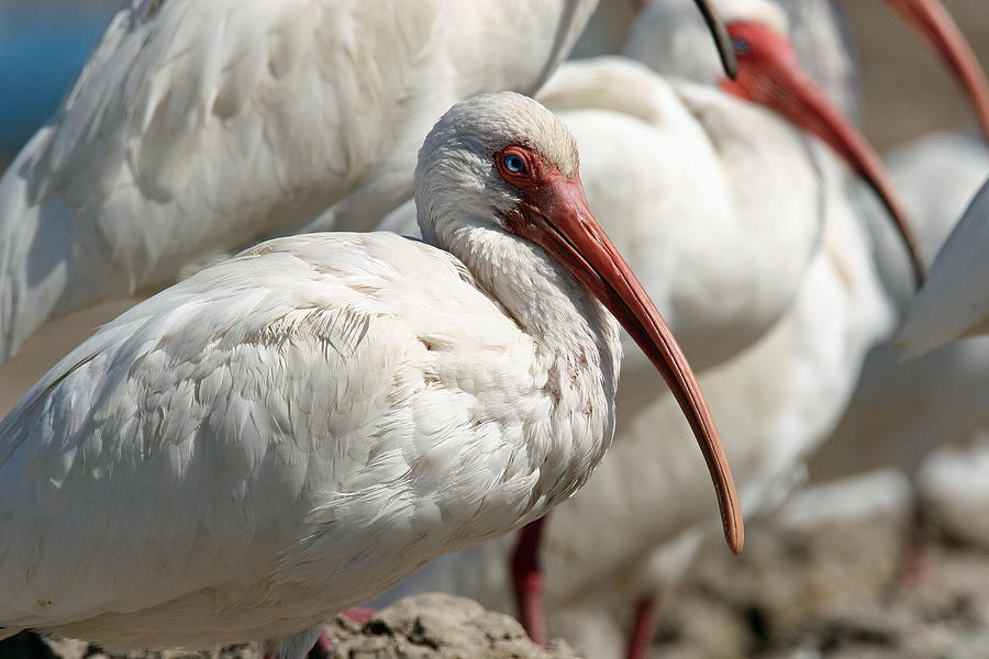 Bird Photograph - White Ibis by Bob Richter