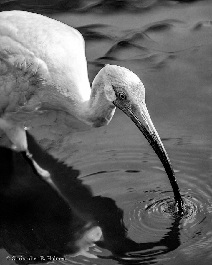 White Ibis - BW Photograph by Christopher Holmes