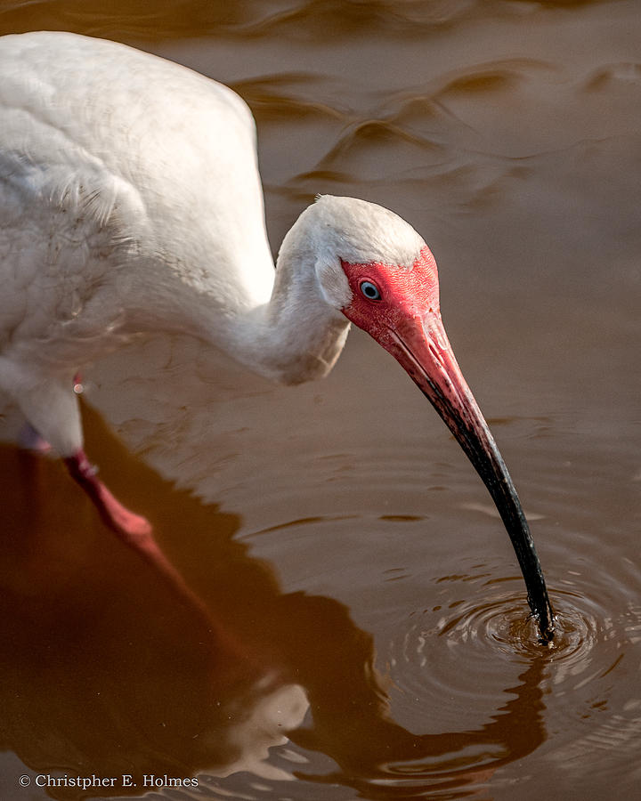 Ibis Photograph - White Ibis by Christopher Holmes