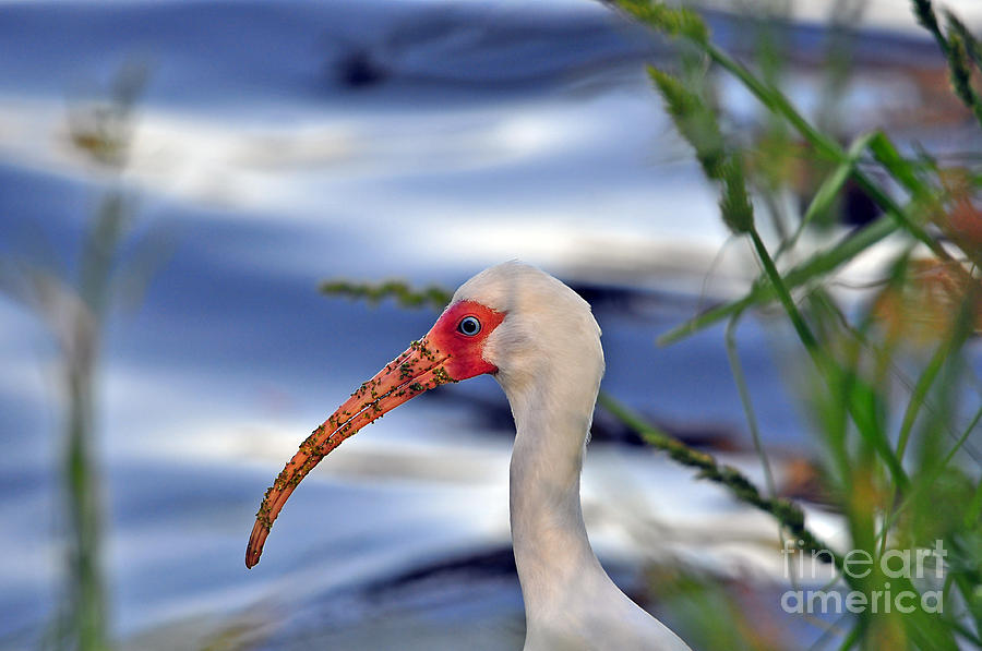 Ibis Photograph - Intriguing Ibis by Al Powell Photography USA