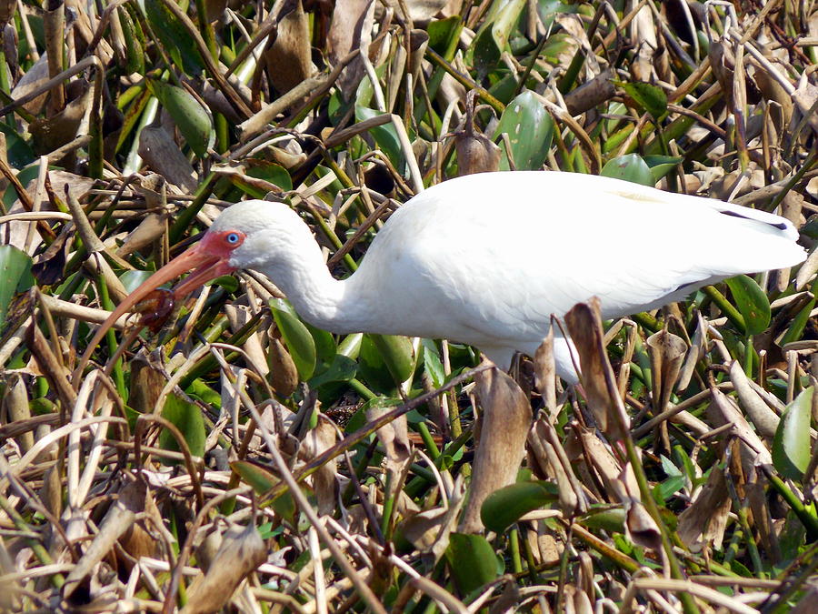 White Ibis Crawfish Lunch 1 Photograph by Sheri McLeroy