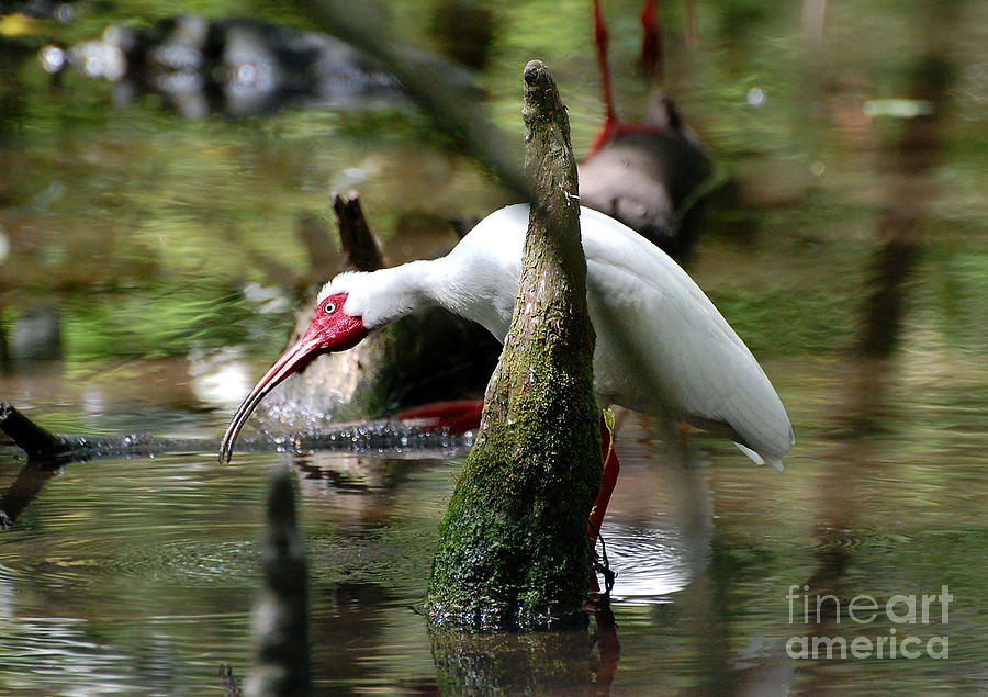 White Ibis Fishing Photograph by Kathy Baccari
