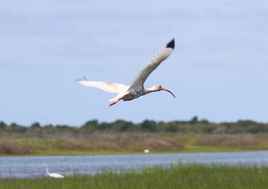 Ibis Photograph - White Ibis Flying  by Cathy Lindsey