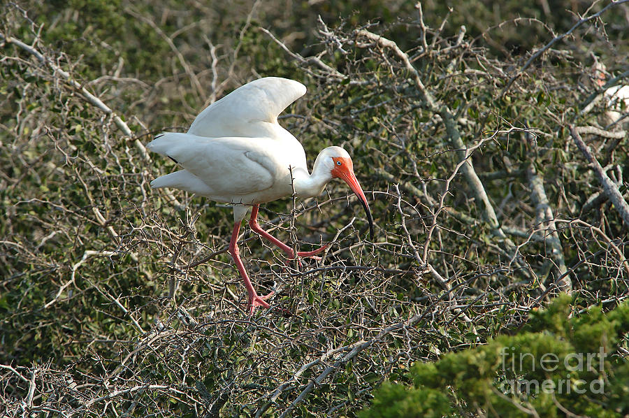 White Ibis Photograph by Gregory G. Dimijian