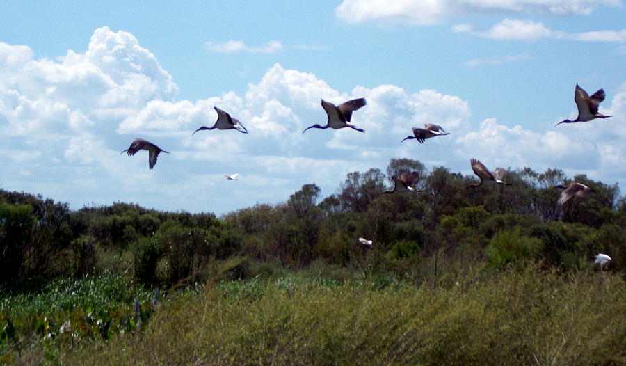 White Ibis in Flight 1 Photograph by Sheri McLeroy