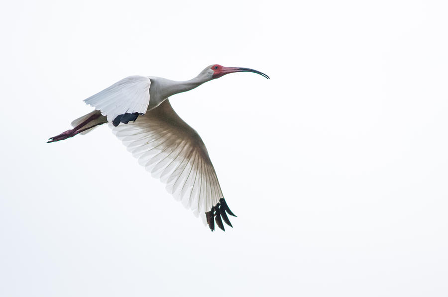 Ibis Photograph - White Ibis in flight by Denis Therien