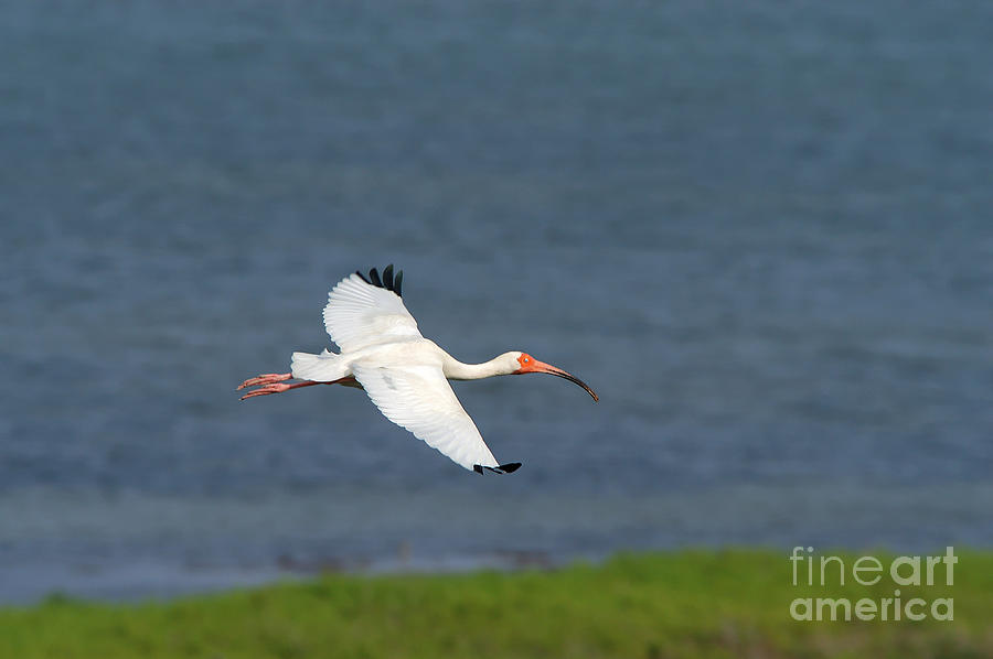 White Ibis In Flight Photograph by Gregory G. Dimijian