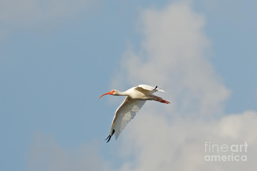 White Ibis in Flight Photograph by Natural Focal Point Photography