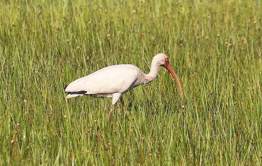Ibis Photograph - White Ibis in Grass 2 by Cathy Lindsey