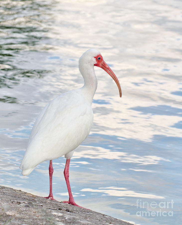 Ibis Photograph - White Ibis by Les Palenik