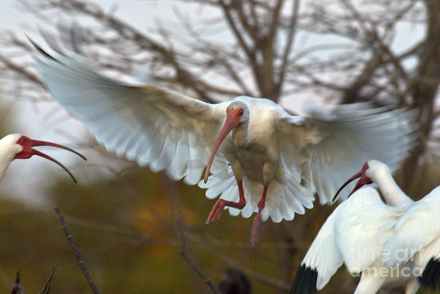 Nature Photograph - White Ibis by Mark Newman