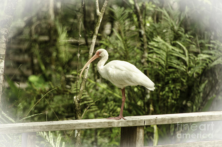 White Ibis Photograph by Mary Carol Story