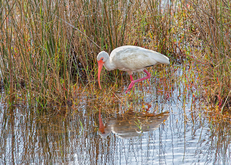 White Ibis On The Hunt Photograph