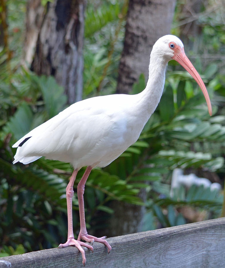 White Ibis Photograph by Richard Bryce and Family