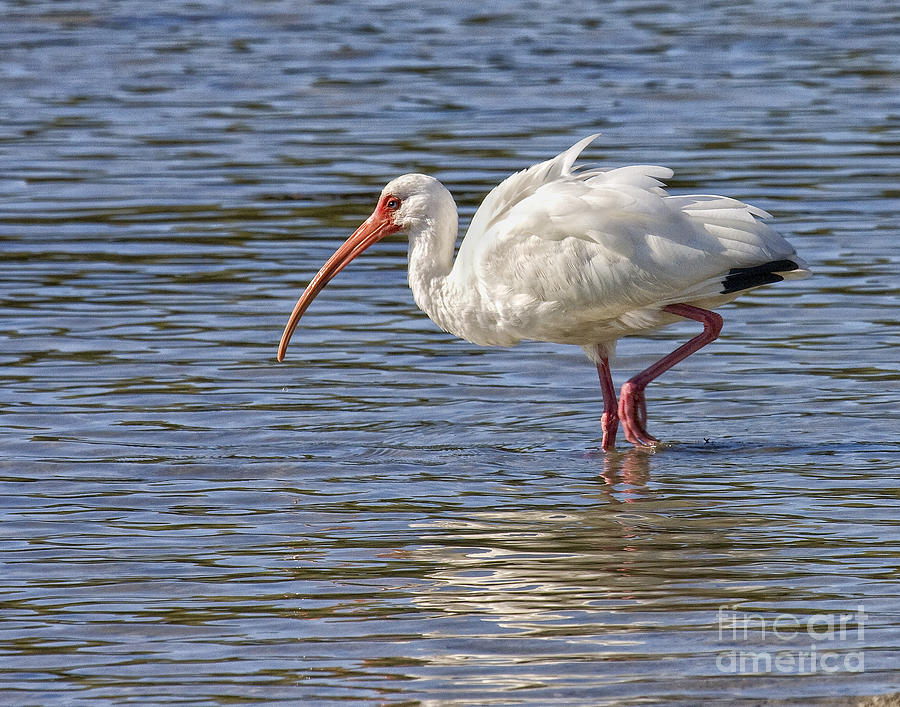 White Ibis Photograph by Ronald Lutz