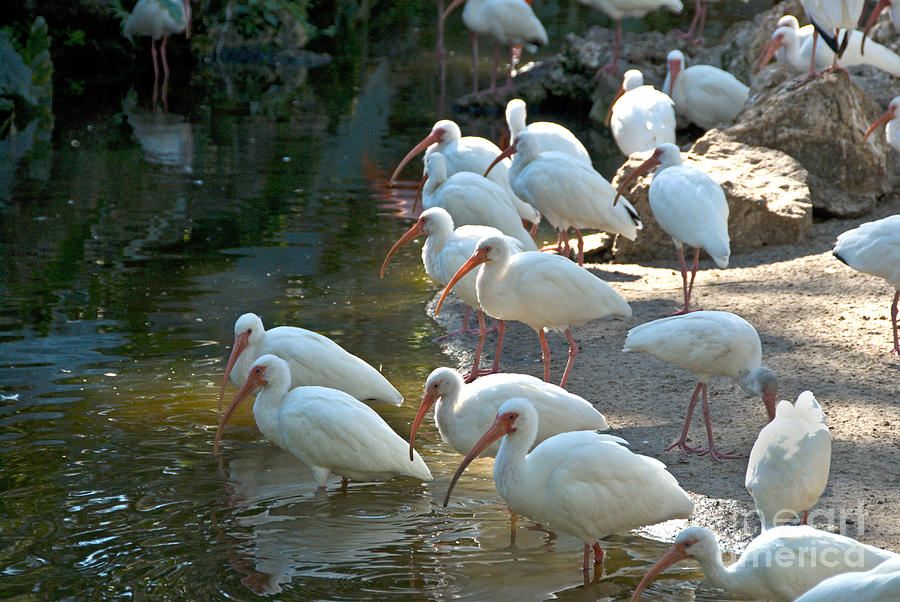 White Ibises Photograph by Mark Newman