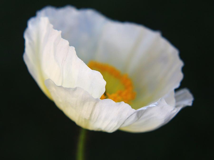 White Iceland Poppy Photograph by Carol Welsh - Fine Art America