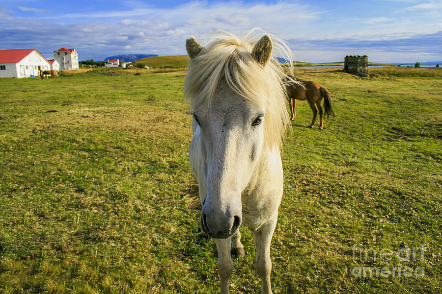 White Icelandic pony Photograph by Patricia Hofmeester