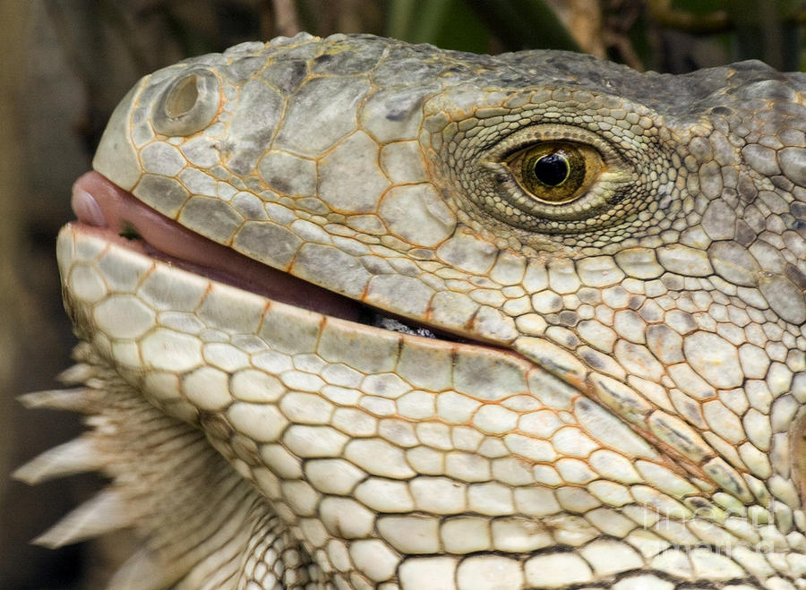 White Iguana Closeup Photograph By Darleen Stry