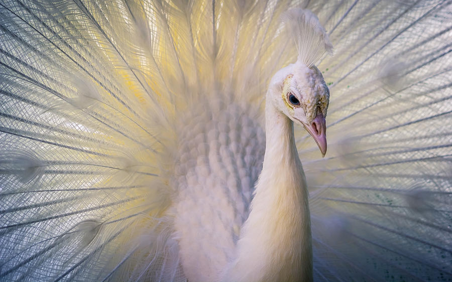 White Indian Peafowl Photograph by Travelers Pics