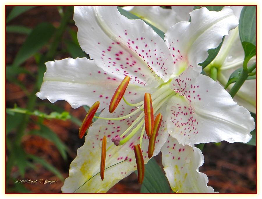 Lily Photograph - White Innocence by Sonali Gangane
